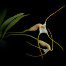 Plancia ëd Masdevallia rex Luer & Hirtz