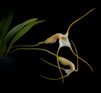 Imagem de Masdevallia rex Luer & Hirtz