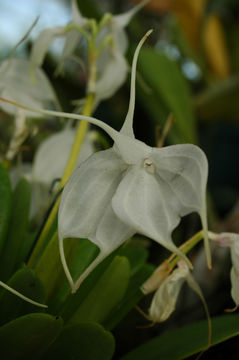 Image of Masdevallia tovarensis Rchb. fil.