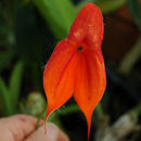 Plancia ëd Masdevallia veitchiana Rchb. fil.