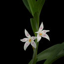 Image of <i>Camaridium bradeorum</i> Schltr.
