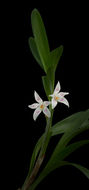 Image of <i>Camaridium bradeorum</i> Schltr.