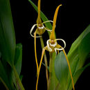 Image of Maxillaria fractiflexa Rchb. fil.