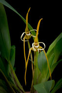 Imagem de Maxillaria fractiflexa Rchb. fil.