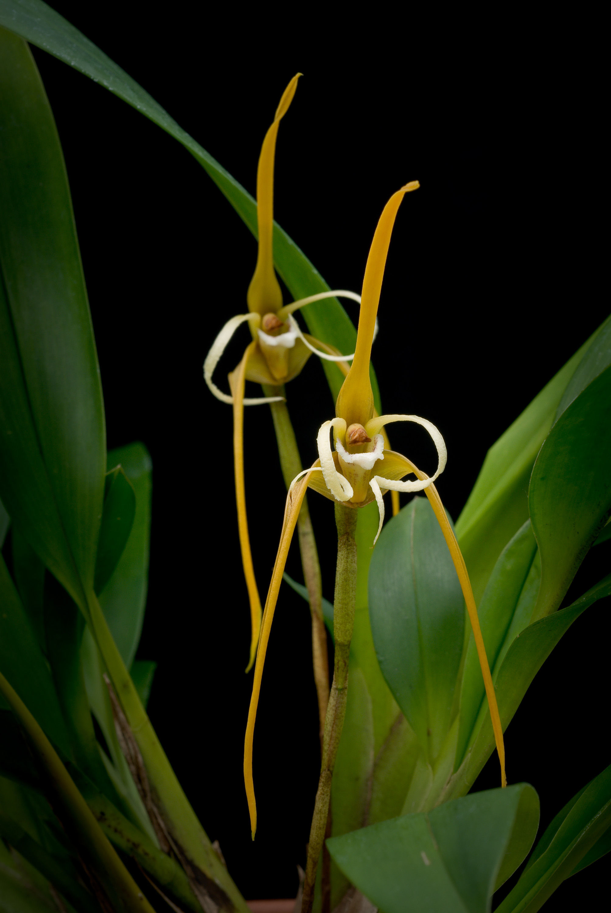 Image of Maxillaria fractiflexa Rchb. fil.