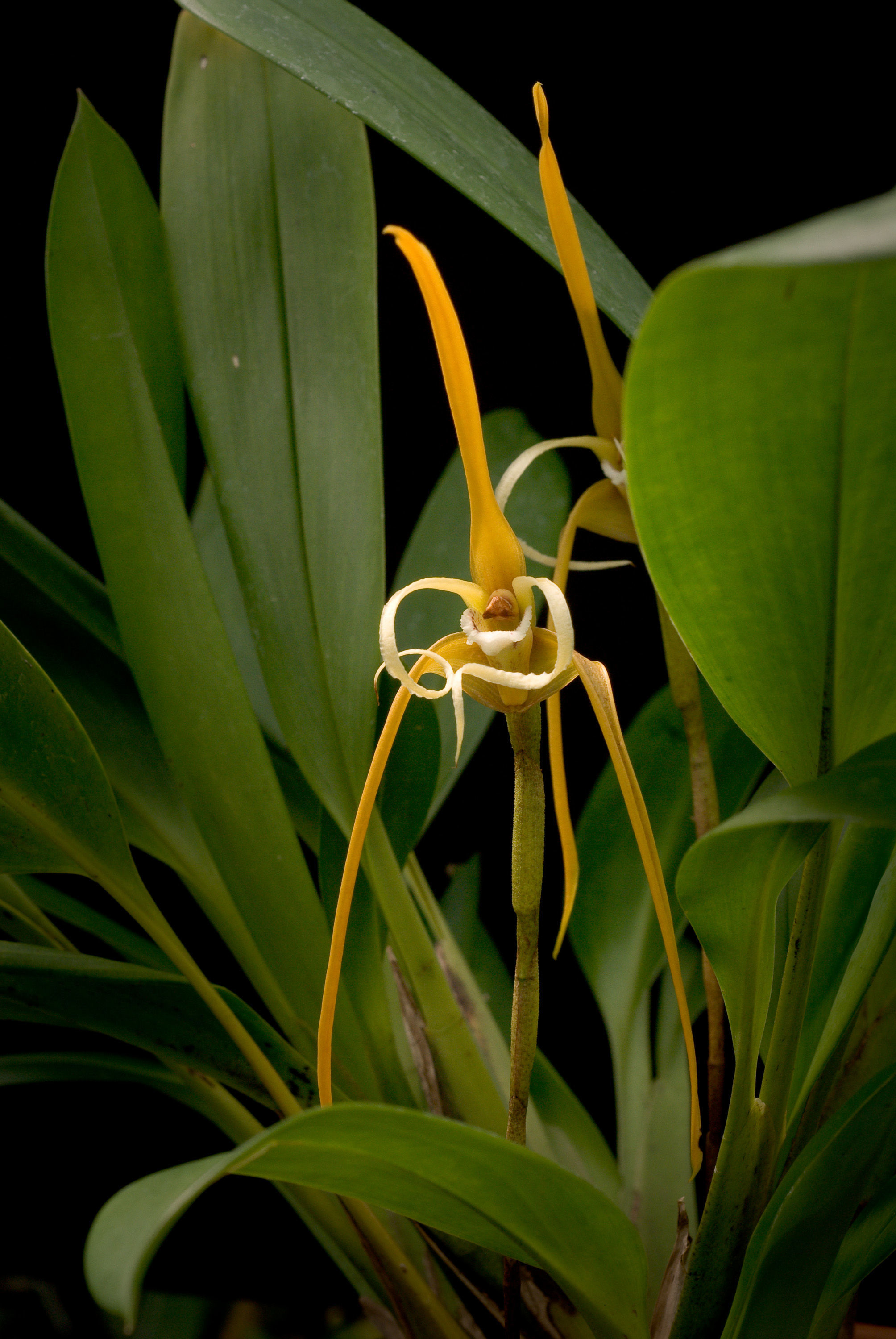 Imagem de Maxillaria fractiflexa Rchb. fil.