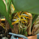 Image of Maxillaria hennisiana Schltr.