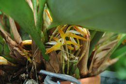 Image of Maxillaria hennisiana Schltr.