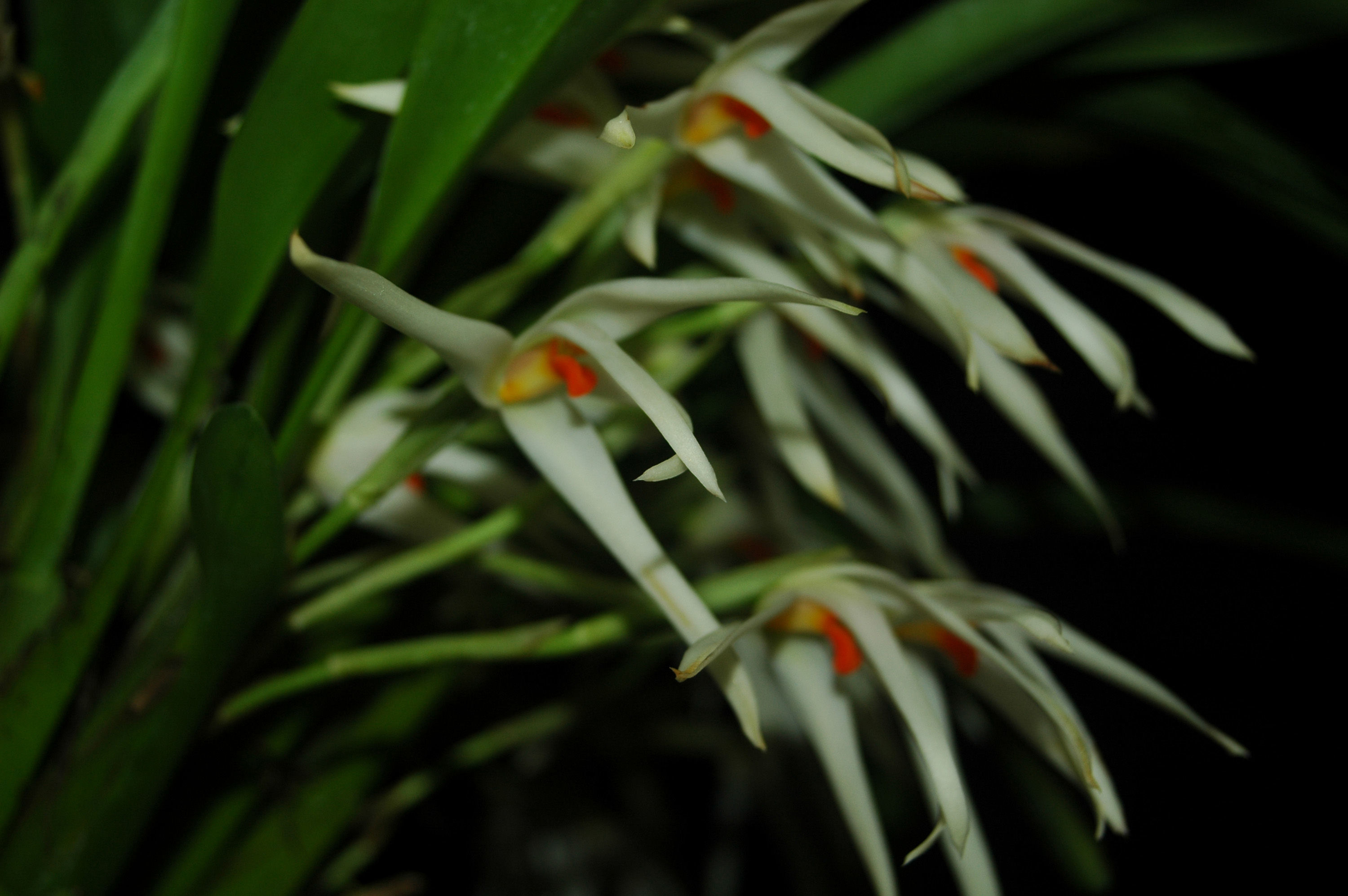 Image of Maxillaria splendens Poepp. & Endl.