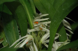 Image of Maxillaria splendens Poepp. & Endl.