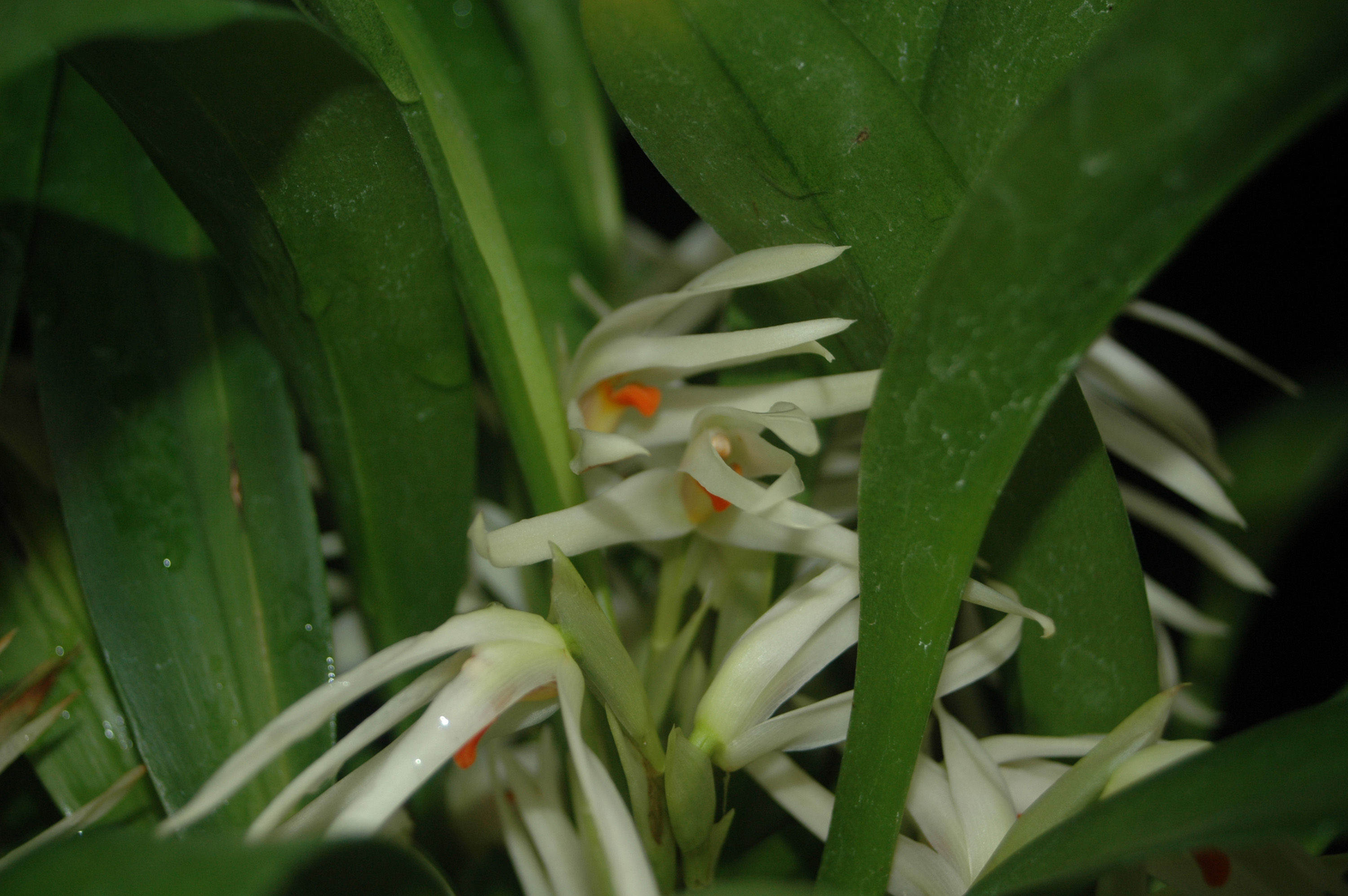 Maxillaria splendens Poepp. & Endl.的圖片