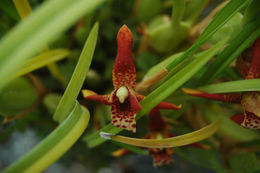 Image of <i>Maxillariella tenuifolia</i> (Lindl.) M. A. Blanco & Carnevali