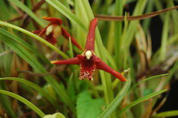 Image of <i>Maxillariella tenuifolia</i> (Lindl.) M. A. Blanco & Carnevali