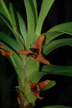 Image of <i>Maxillariella elatior</i>