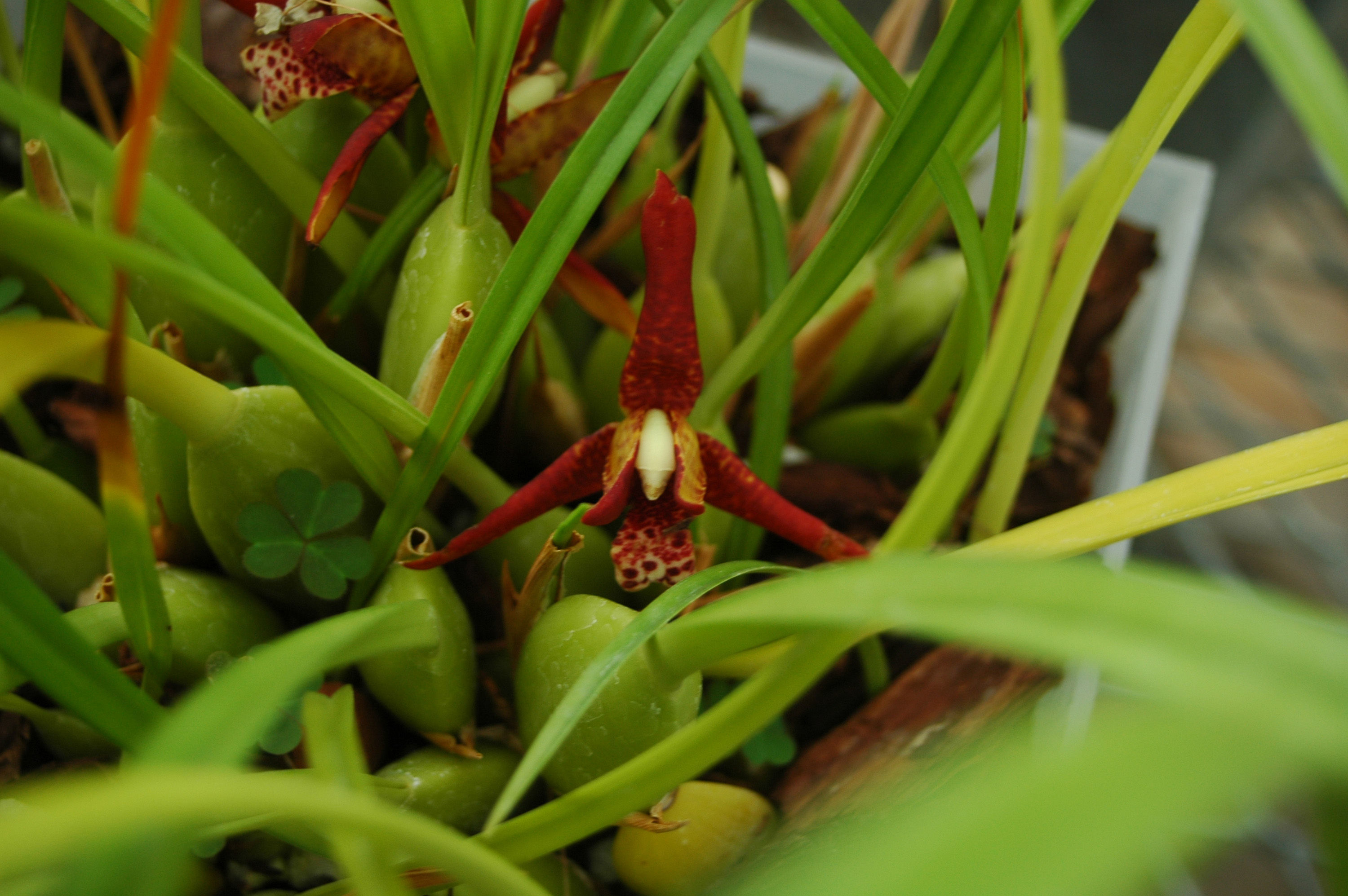 Image of <i>Maxillariella tenuifolia</i> (Lindl.) M. A. Blanco & Carnevali