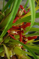 Image of <i>Maxillariella tenuifolia</i> (Lindl.) M. A. Blanco & Carnevali