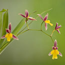 Plancia ëd Oncidium ghiesbreghtianum A. Rich. & Galeotti