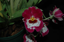 Image of Miltoniopsis