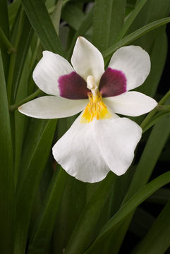 Miltoniopsis roezlii (W. Bull) God.-Leb.的圖片