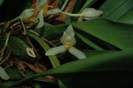 Image of <i>Mormolyca hedwigiae</i> (Hamer & Dodson) M. A. Blanco