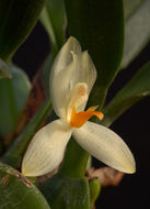 Image of <i>Mormolyca hedwigiae</i> (Hamer & Dodson) M. A. Blanco