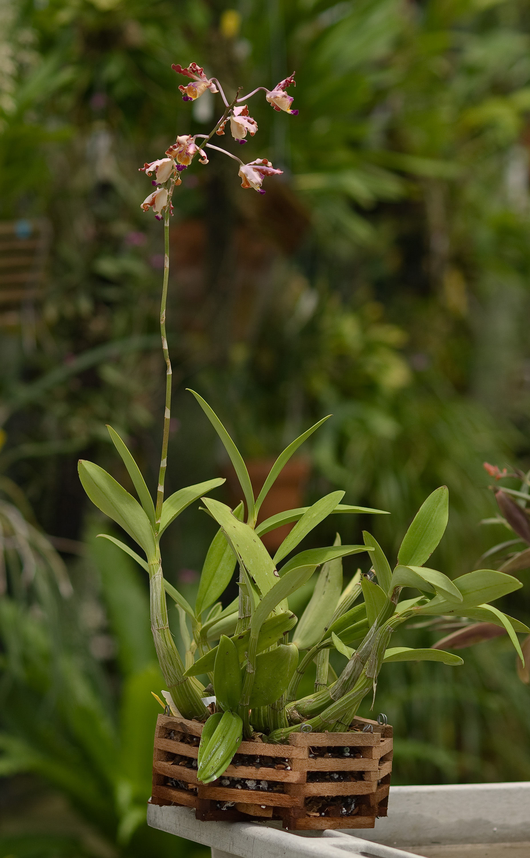 Myrmecophila resmi