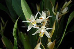 Image of Neogyna gardneriana (Lindl.) Rchb. fil.