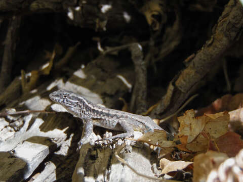 Image of Painted Tree Iguana