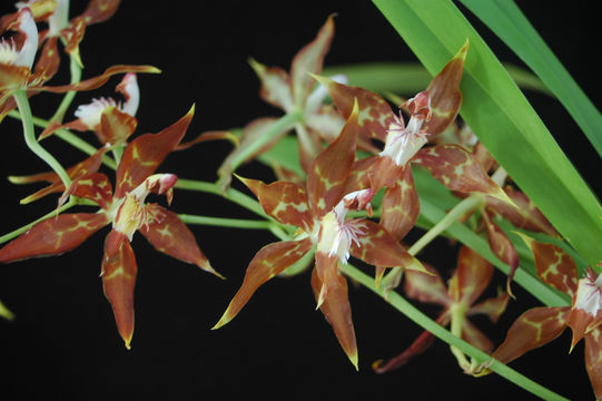 Oncidium cristatum (Lindl.) Beer的圖片