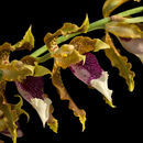 Image of Oncidium harryanum (Rchb. fil.) M. W. Chase & N. H. Williams