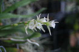 Image of Oeoniella polystachys (Thouars) Schltr.