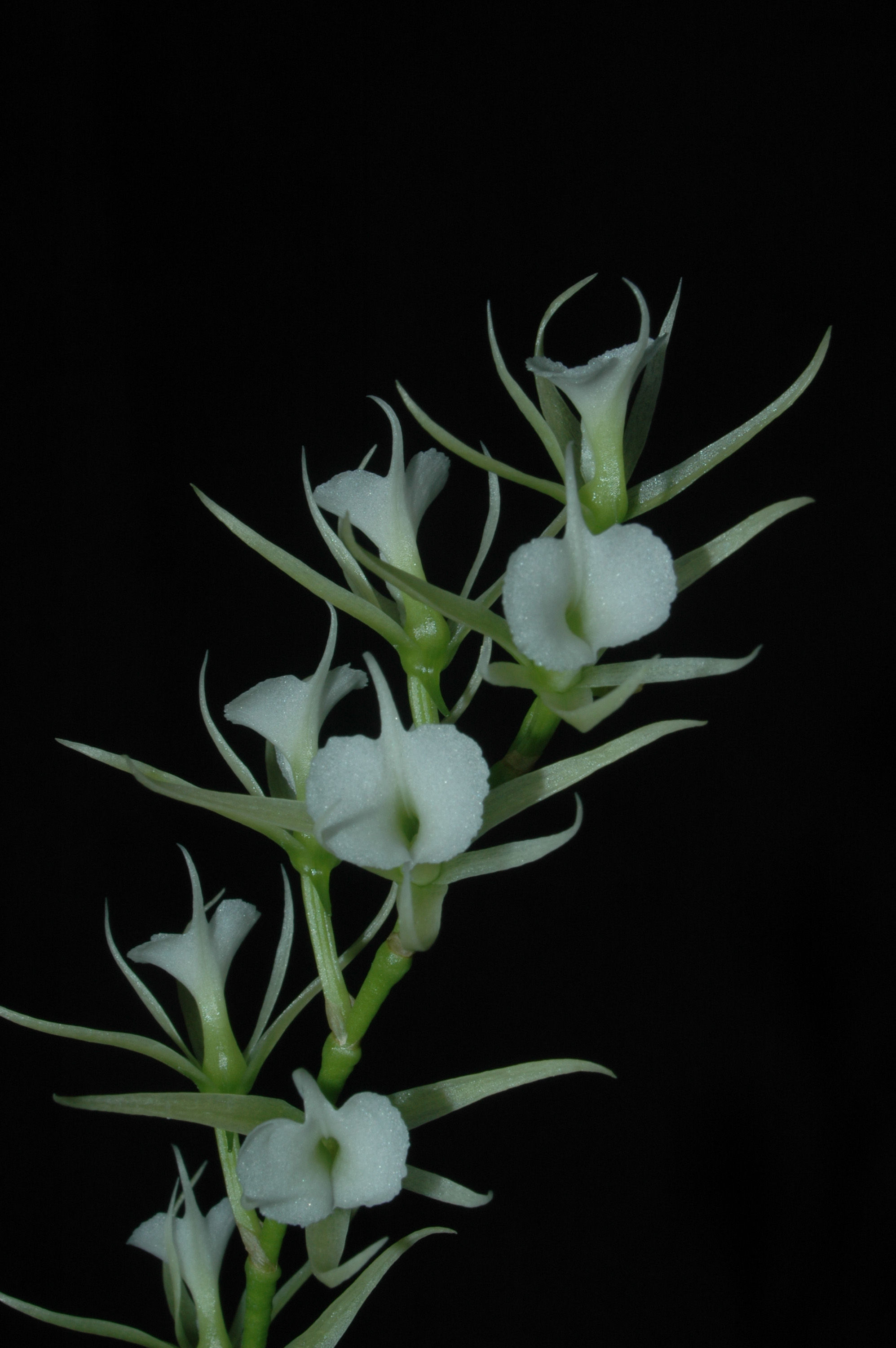 Image of Oeoniella polystachys (Thouars) Schltr.