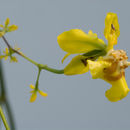 Plancia ëd Oncidium adelaidae Königer