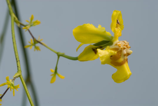 Plancia ëd Oncidium adelaidae Königer