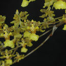 Oncidium altissimum (Jacq.) Sw.的圖片