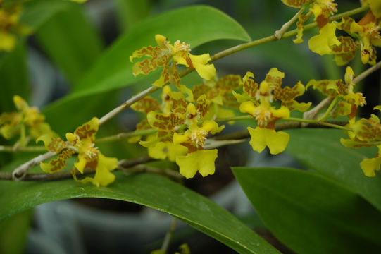 Image of Wydler's dancing-lady orchid