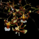 Image of Oncidium anthocrene Rchb. fil.