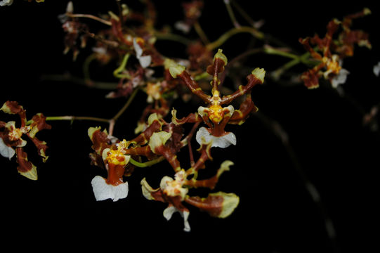 Plancia ëd Oncidium anthocrene Rchb. fil.