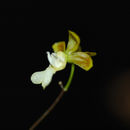 Image of mule-ear orchid