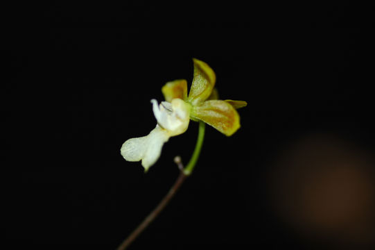 Image of Grandiphyllum