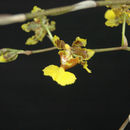 Image of Oncidium bracteatum Warsz. & Rchb. fil.