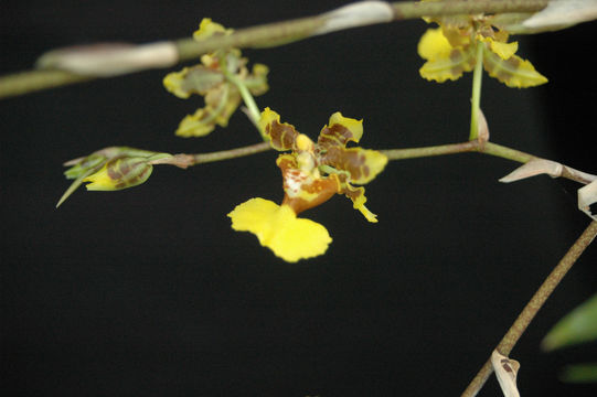 Plancia ëd Oncidium bracteatum Warsz. & Rchb. fil.