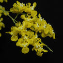 Image of Oncidium cheirophorum Rchb. fil.