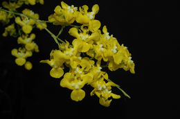 Image of Oncidium cheirophorum Rchb. fil.