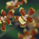 Image of Oncidium lancifolium Lindl.