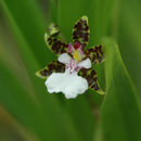 Plancia ëd Oncidium leucochilum Bateman ex Lindl.