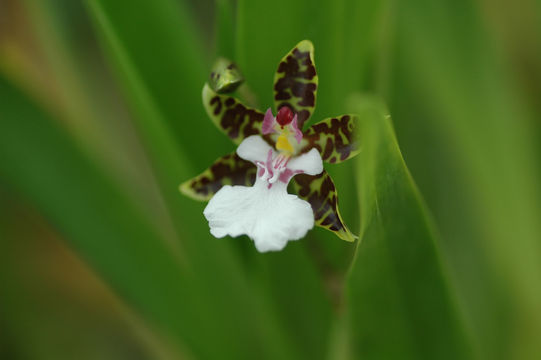 Plancia ëd Oncidium leucochilum Bateman ex Lindl.