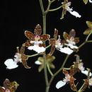 Image of Oncidium maculatum (Lindl.) Lindl.