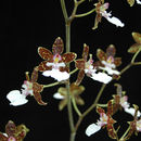 Imagem de Oncidium maculatum (Lindl.) Lindl.