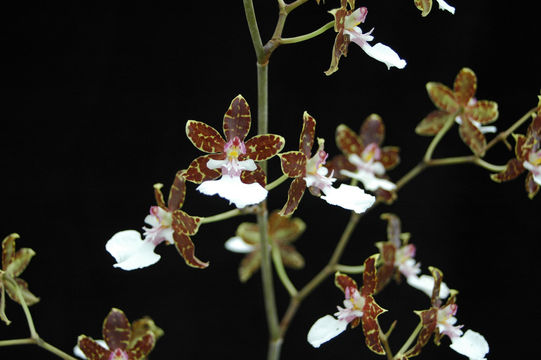 Image of Oncidium maculatum (Lindl.) Lindl.